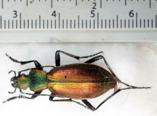 Ceroglossus Chilensis Ficheti Jiroux,  1996 A1 Carabidae Cicindelidae Coleoptera