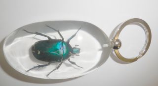 Insect Large Key Ring Blue Rose Chafer Beetle Rhomborrhina Gestroi Sk83 Clear