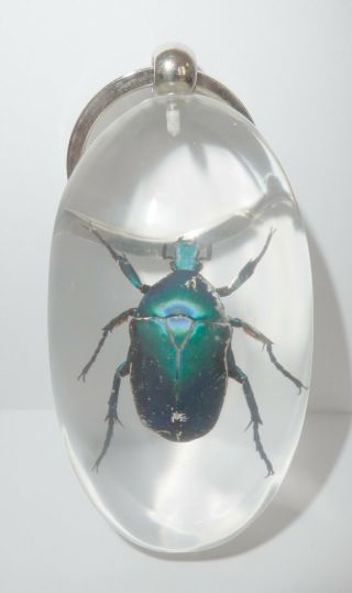Insect Large Key Ring Blue Rose Chafer Beetle Rhomborrhina gestroi SK83 Clear 2