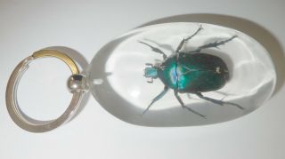 Insect Large Key Ring Blue Rose Chafer Beetle Rhomborrhina gestroi SK83 Clear 3