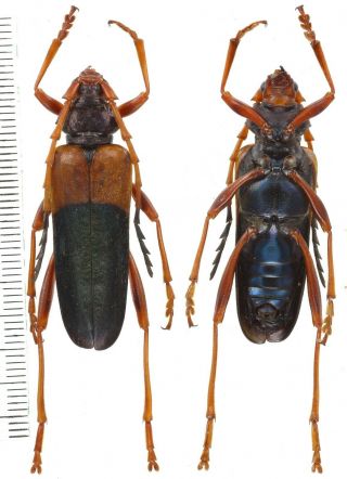 Pachyteria Sp.  - Cerambycidae From Bali Island,  Indonesia