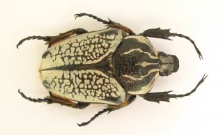 Goliathus Orientalis Female 68mm (cetoniinae)