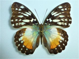 Fantastic Cymothoe Beckeri Female Nymphaliidae Nymphalidae Cameroon