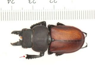 Lucanidae Neolucanus From Zhejiang (3)