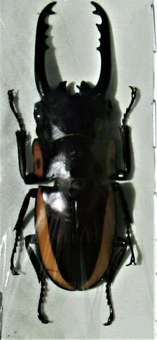 Stag Beetle Prosopocoilus Bison Cinctus Male 55mm Fast From Usa