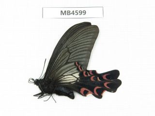 Butterfly.  Papilio Elwesi Ssp.  W Sichuan,  Mt.  Gonggashan.  1m.  Mb4599.