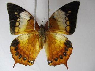 N9540.  Unmounted Butterflies: Charaxes Bernardus.  South Vietnam.  Binh Thuan.