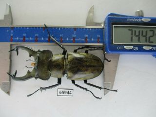 65944 Lucanidae: Lucanus Sericeus.  Vietnam N.  74mm