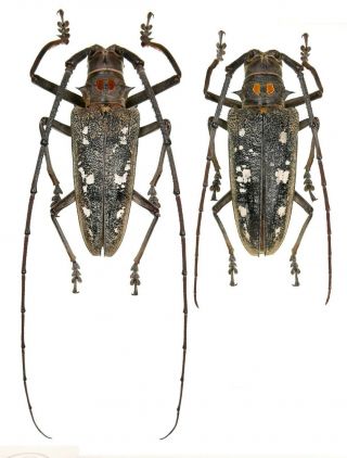 Insect Beetles Cerambycidae Batocera Humeridens 61,  56 Mm Moa Is