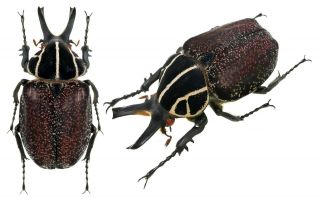 Insect Beetles Cetoniidae Trichiini Inca Chatrata 51 Mm Peru