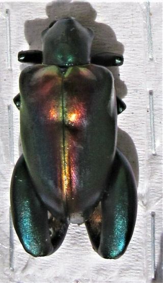 Rare Rainbow Frog - Leg Beetle Chrysomelidae Sagra Buqueti Male Fast From Usa