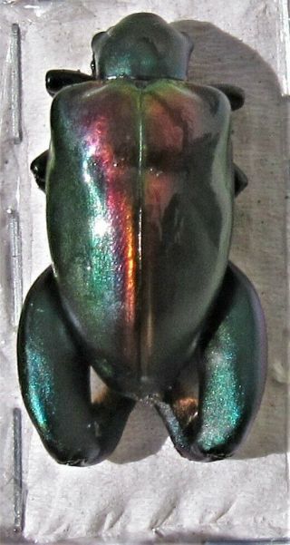 Rare Rainbow Frog - Leg Beetle Chrysomelidae Sagra buqueti Male FAST FROM USA 2