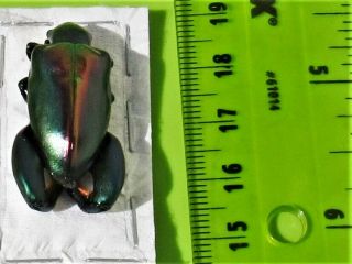 Rare Rainbow Frog - Leg Beetle Chrysomelidae Sagra buqueti Male FAST FROM USA 3