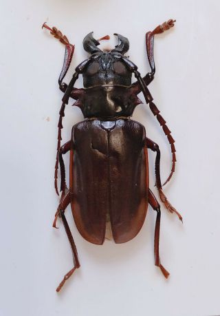 Cerambycidae Sp A2 From Yuexi Anhui China 7099