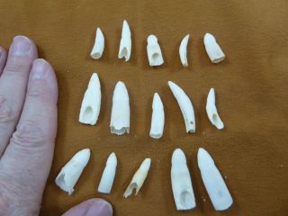(g370 - 8) 15 Gator Alligator Aligator Tooth Teeth Make Own Jewelry Mixed Sizes