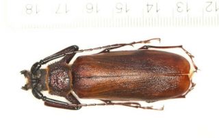 Prionidae Prioninae Anomophysis South Yunnan