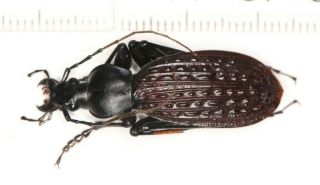 Carabidae Carabus Apotomopterus From Hubei (2)