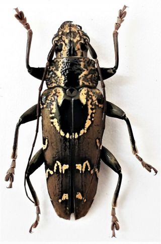 Cerambycidae Sp 25mm From Sarmi Indonesia