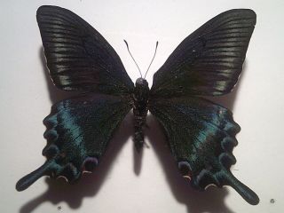 Real Insect/butterfly Set/spread B6521 Rare Spring Form Papilio Maackii Maackii