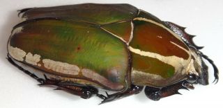 Mecynorrhina Torquata Ugandensis 52.  4mm Female Uganda Beetle Insect Goliathus