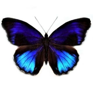 One Real Butterfly Blue Eunica Excelsa Peru Unmounted Wings Closed