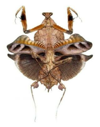 One Real Praying Deaf Leaf Mantis Deroplatys Lobata Light Female Spread Mounted