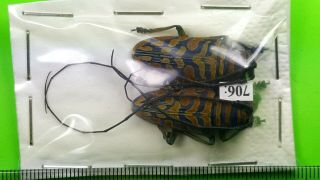 Cerambycidae Sternotomis Bohemani Ferreti Pair From Tanzania 706