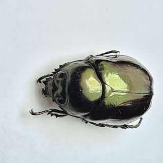 Rutelidae,  Sorocha Plicipennis A1