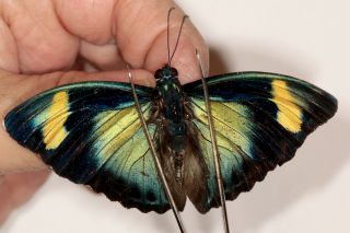 Butterflie Nymphalidae Euphaedra Demeter ? From Cameroon