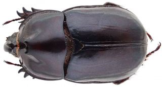 Insect - DYNASTIDAE Megaceras septentrionis - N.  Peru - Male 29mm. 2