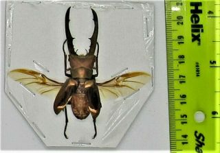 Staghorn Beetle Cyclommatus metallifer finae Male Spread FAST FROM USA 2