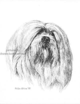 355 Lhasa Apo Dog Art Print Pen And Ink Drawing By Jan Jellins