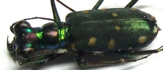 006 Mi :cicindelidae: Thopeutica Species? Male 10.  5mm
