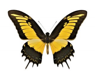 One Real Papilio Androgeus Yellow Swallowtail Peru Unmounted Wings Closed