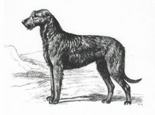 Irish Wolfhound - Dog Art Print - Megargee Matted