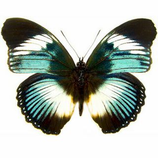 One Real Butterfly Blue Hypolimnas Monteironis Africa Unmounted Wings Closed