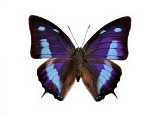 One Real Butterfly Blue Anaea Cyanea Peru Unmounted Wings Closed