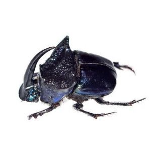 One Real Blue Phanaeus Quadridens Male Horned Rhinoceros Dung Beetle Pinned