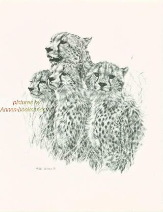 144 Cheetah Family Wild Life Art Print Pen And Ink Drawing By Jan Jellins