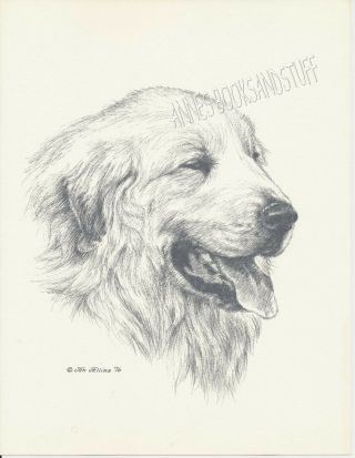 142 Great Pyrenees Portrait Dog Art Print Pen And Ink Drawing By Jan Jellins