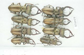 B34918 – Lucanus Lucanide Species? Beetles,  Insects Yen Bai Vietnam A -