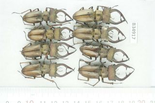 B34917 – Lucanus Lucanide Species? Beetles,  Insects Yen Bai Vietnam A -