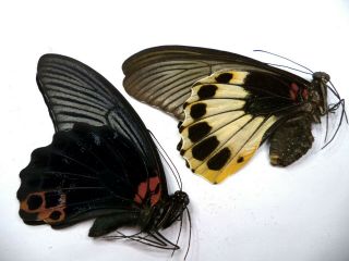 Unmounted Butterflies Papilio Memnon Agenor No 1 Pair.  Malaysia