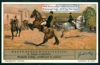 Pesade En Ballottade Schooling Training Horses 1930s Trade Ad Card
