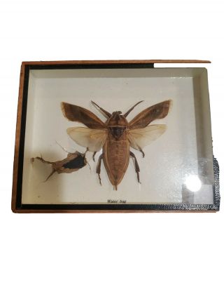 Real Giant Waterbug In Mount Taxidermy Insect Lethocerus Medius Entomology
