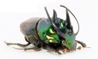 Proagoderus Sexcornutus From Cameroon,  Giant Pair,  Scarabaeidae,  Beetle