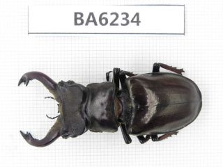 Beetle.  Lucanus Langi.  Tibet,  Motuo County.  1m.  Ba6234.