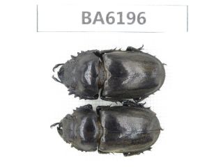 Beetle.  Neolucanus Sp.  Yunnan,  Yingjiang County.  2f.  Ba6196.