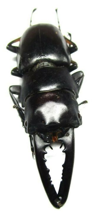 G005 Nl Nv : Lucanidae: Prosopocoilus Gertrudesae Male 50.  5mm Teledonte