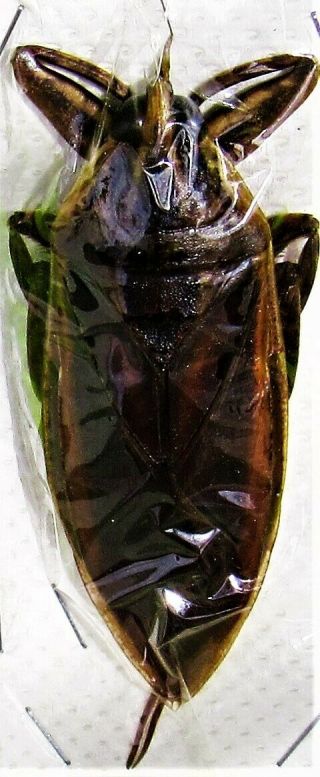 Rare True Bug Lethocerus Grandis Hemiptera Insect Fast From Usa